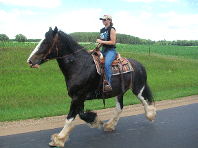 horse photo