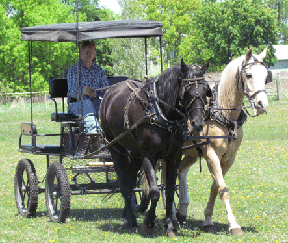 cart photo