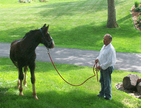 sire foal image