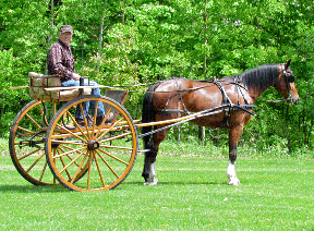 cart photo