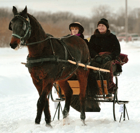 Single horse hitch