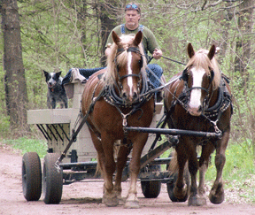 Belgian Team