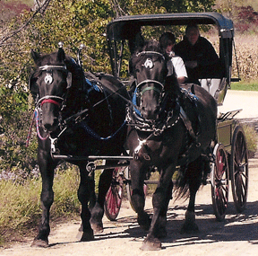 Percheron Team