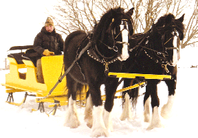 sleigh photo